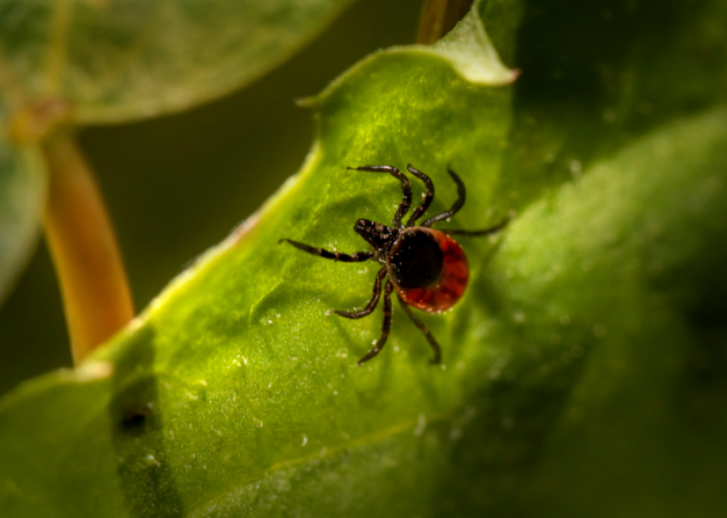 Zmiany klimatu mają zasadniczy wpływ na poprawę warunków rozwoju oraz wzrost zasięgu występowania wektorów, które mogą przenosić chorobotwórcze wirusy i bakterie